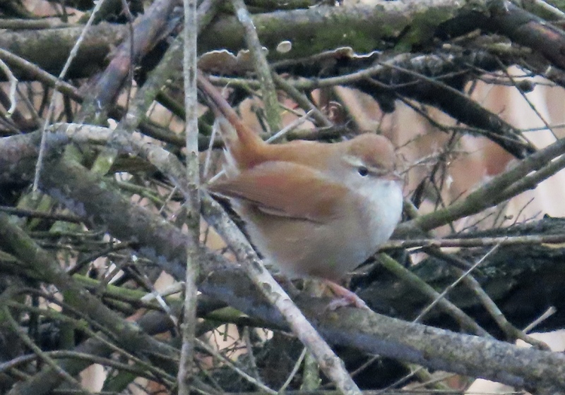 Cetti's Warbler